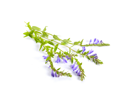 Skullcap: An Herbalists Favorite Anxiety Support – Exploring Citizen Research with People Science, Land of Verse & HerbPharm